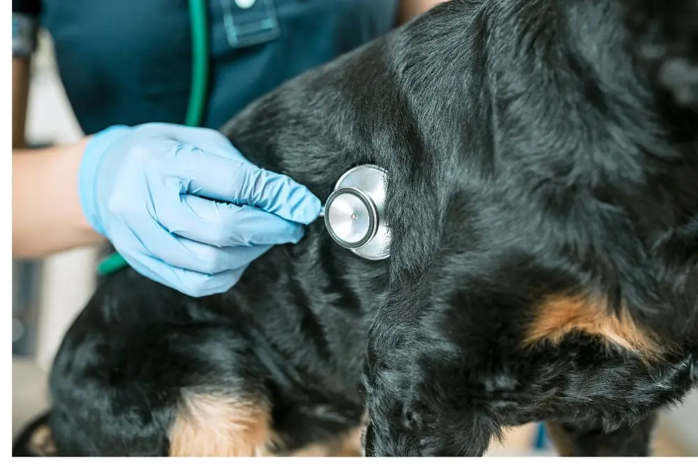 Quelles sont les maladies cardiaques les plus courantes chez les chiens