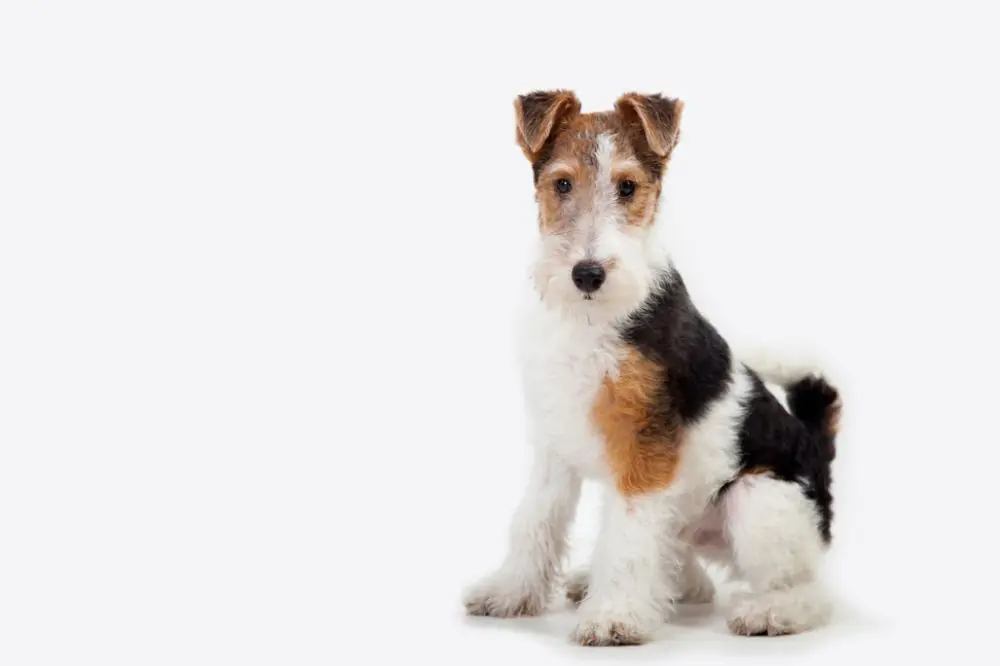 Quels aliments cette race a t elle besoin et quels aliments eviter