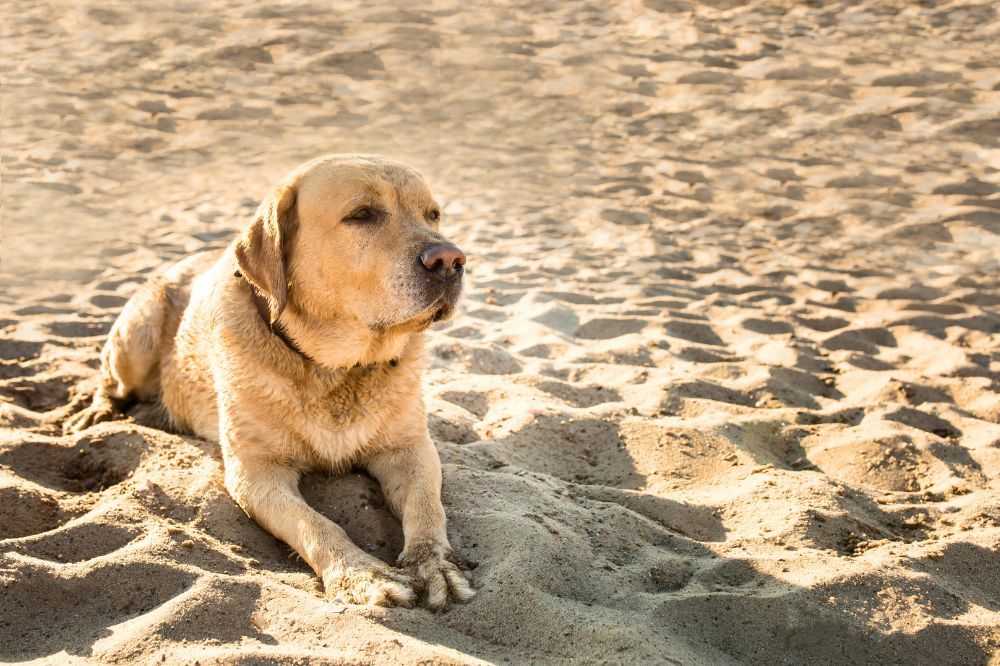 Quels sont les facteurs de risque du coup de chaleur