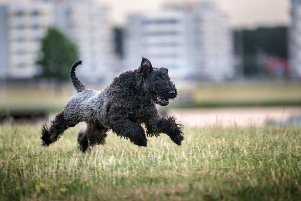 Quels sont les soins specifiques pour votre pelage