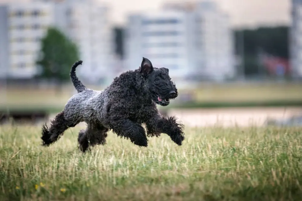 Quels sont les soins specifiques pour votre pelage