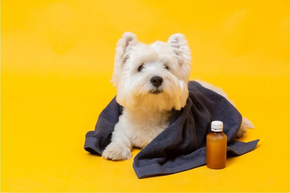 Raffreddore nei cani: I consigli dei veterinari per prevenirlo ed alleviarlo