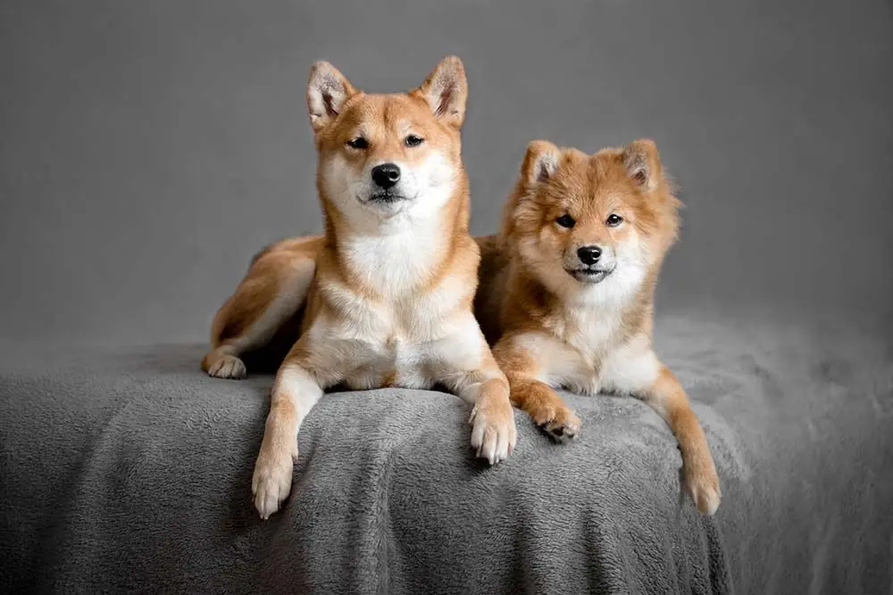 Razza canina giapponese caratteristiche, cura e origine