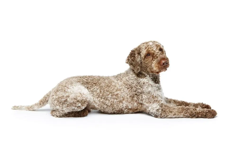 Razze di cani da acqua: caratteristiche, cura e origine