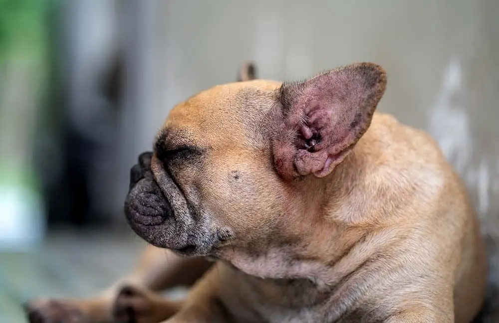 Razze cani soggette allergie cutanee