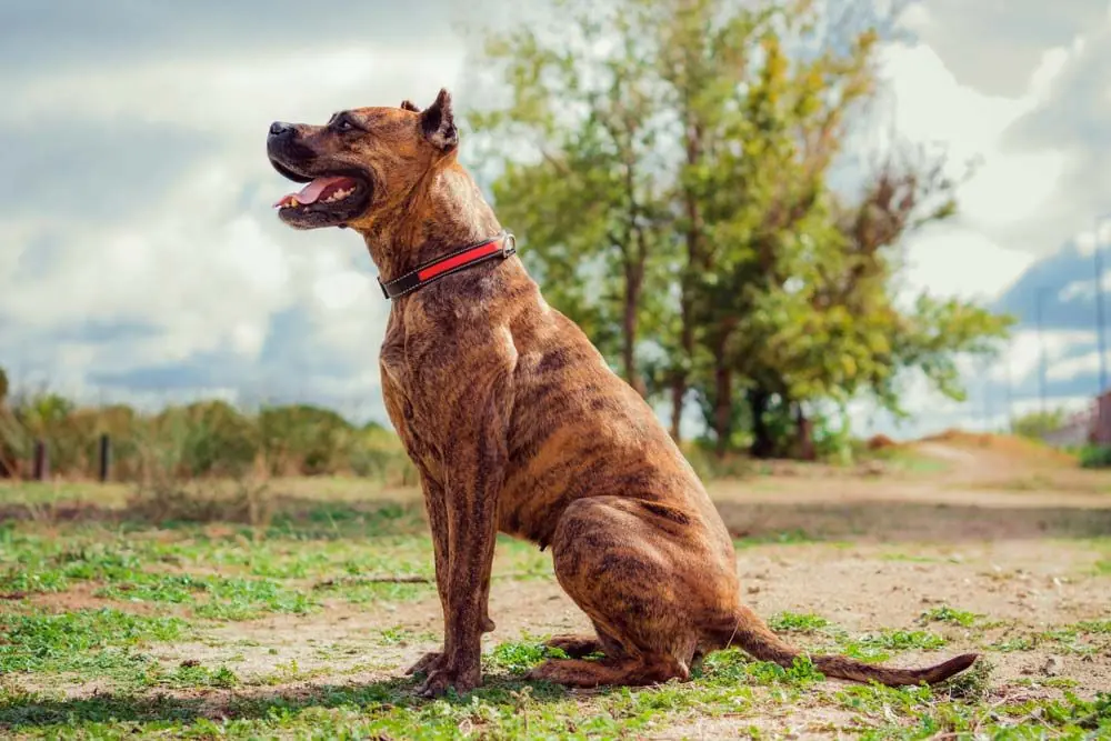 Razze cani spagnoli: caratteristiche, cura e origine