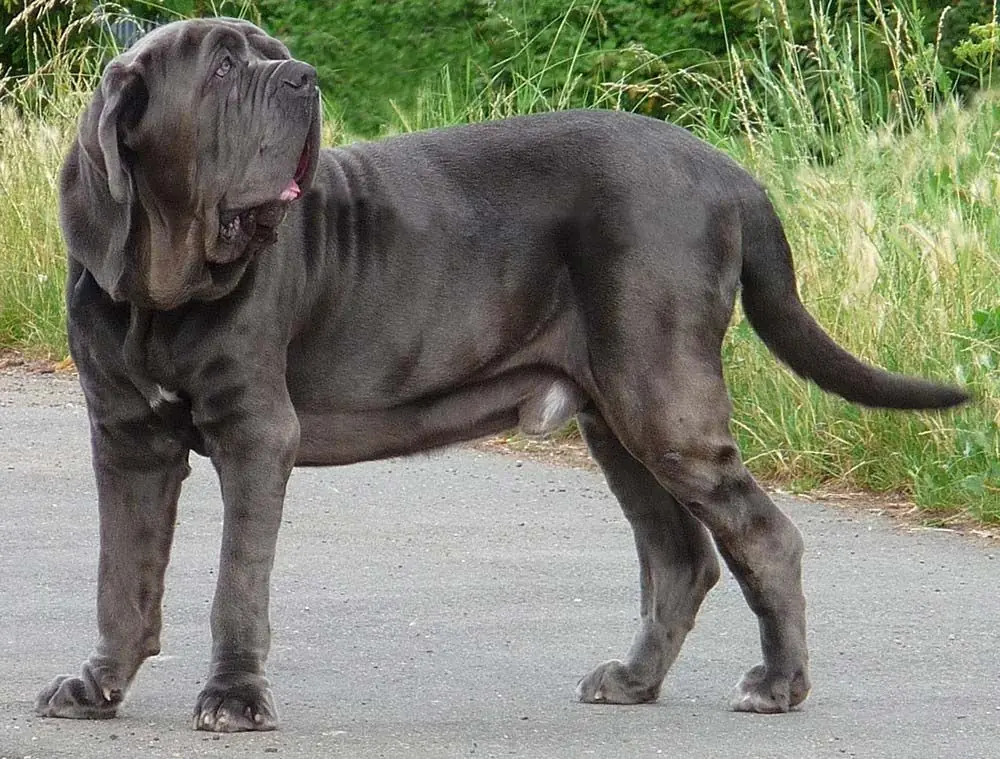 Razze canine italiane: caratteristiche, cura e origine