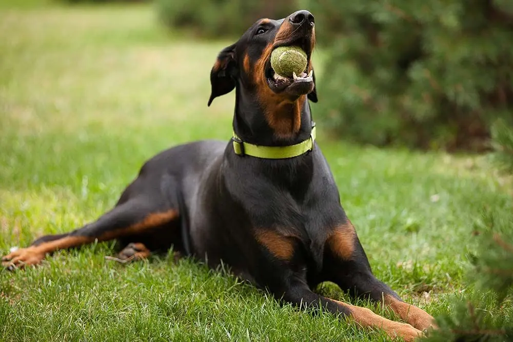 Razze di cani che resistono al caldo: scopri quali sono!