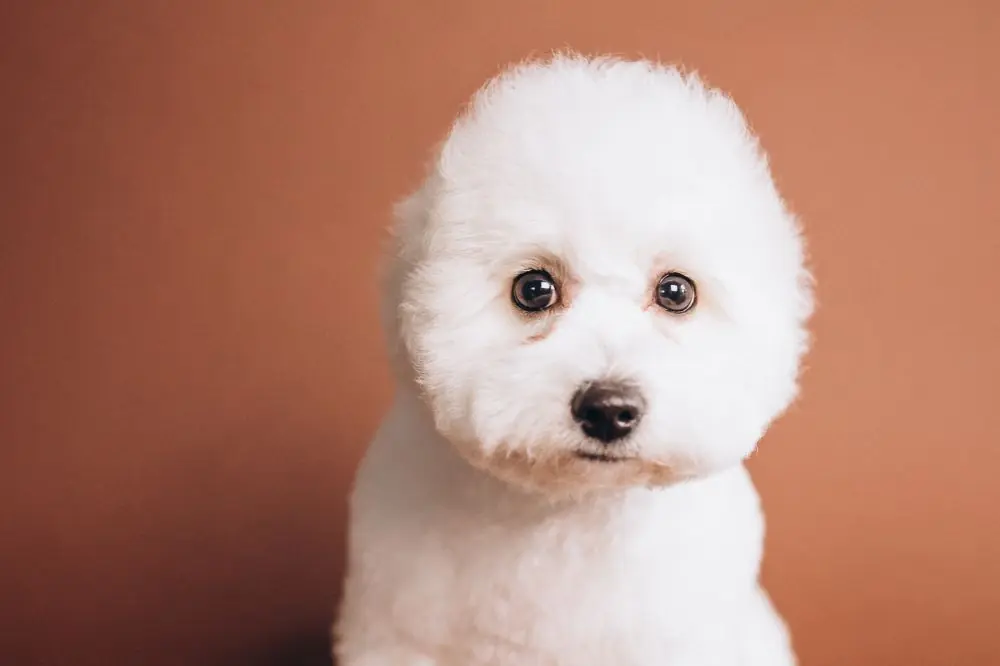 Razze di cani francesi: caratteristiche, cura e origine