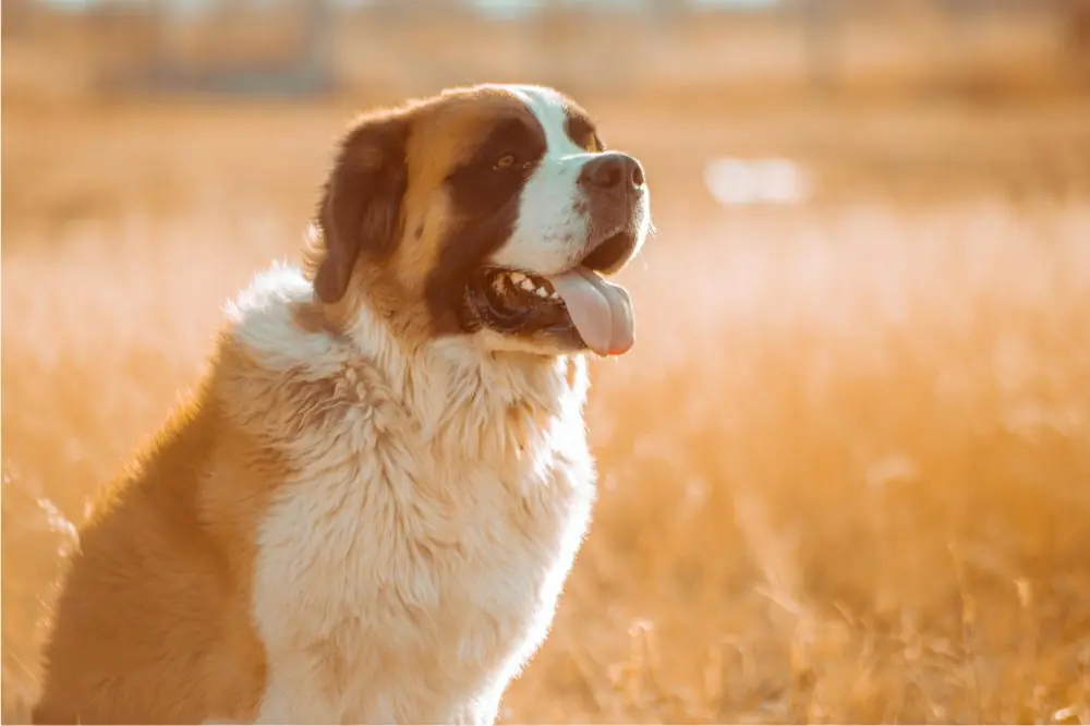 Razze di cani giganti: caratteristiche, cura e origine