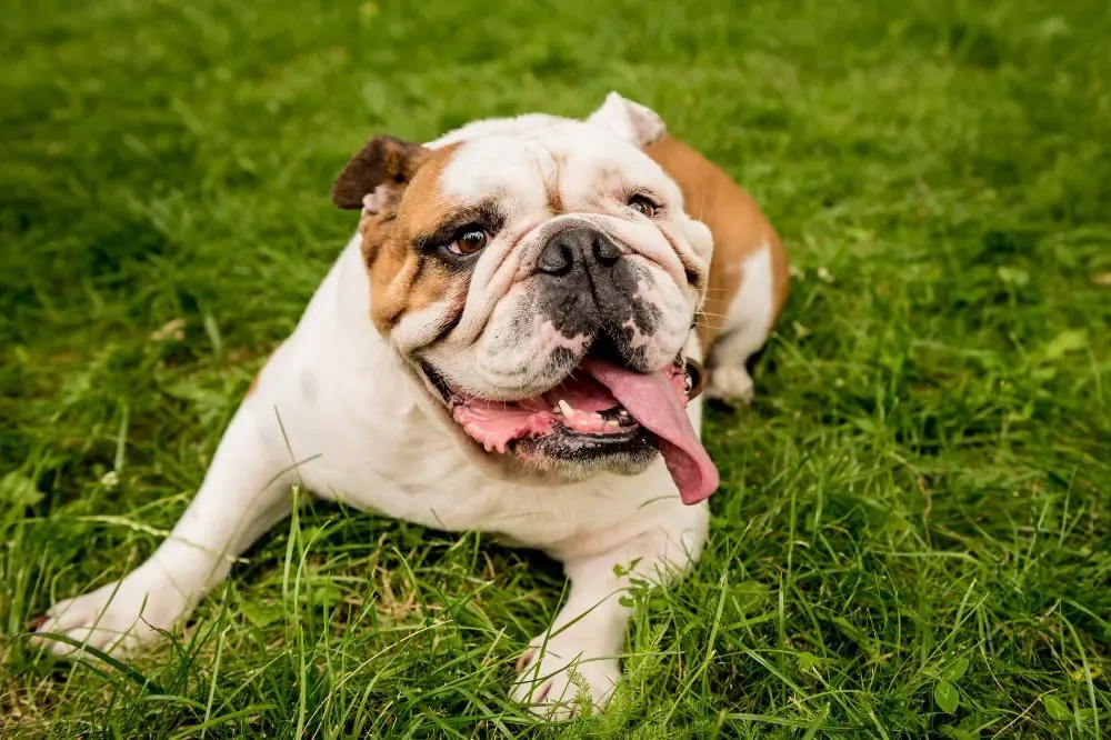 Razze di cani inglesi: caratteristiche, cura e origine