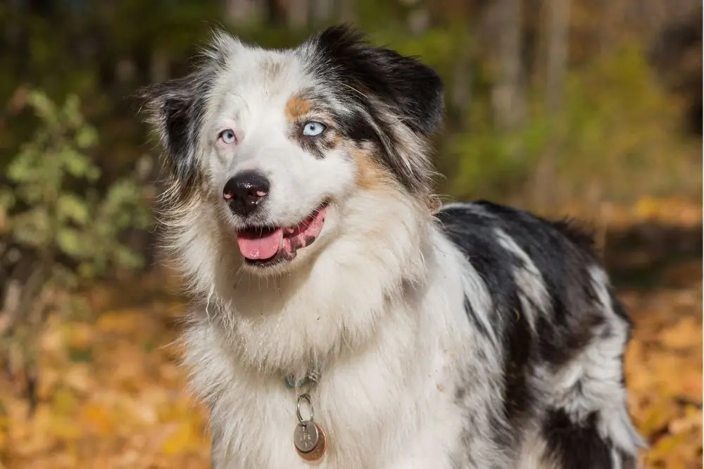 Razze di cani intelligenti: caratteristiche, cura e origine