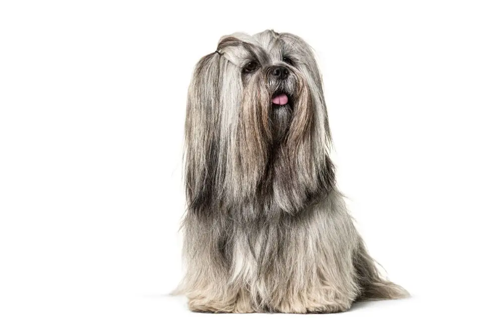 Razze di cani pelo lungo: caratteristiche, cura e origine