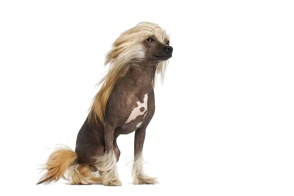Razze di cani sconosciute: caratteristiche, cura e origine
