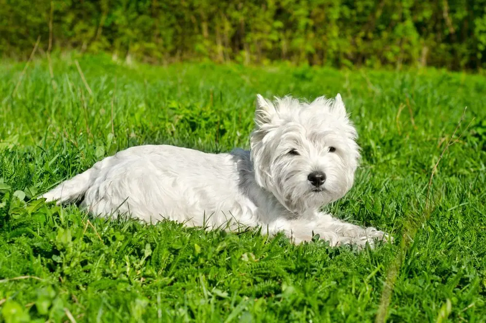 Razze di cani scozzesi: caratteristiche, cura e origine