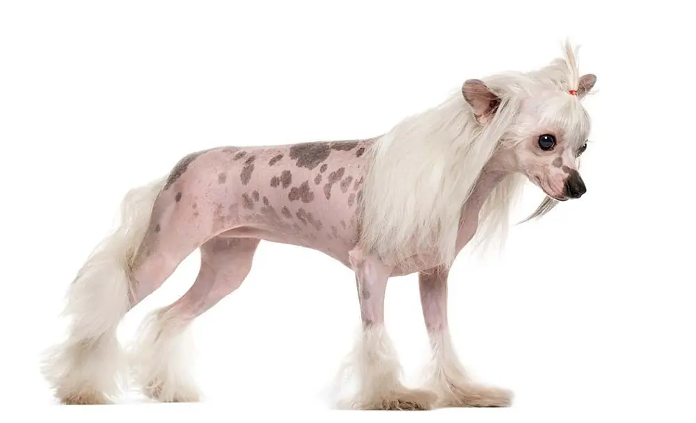 Razze di cani senza pelo: caratteristiche, cura e origine