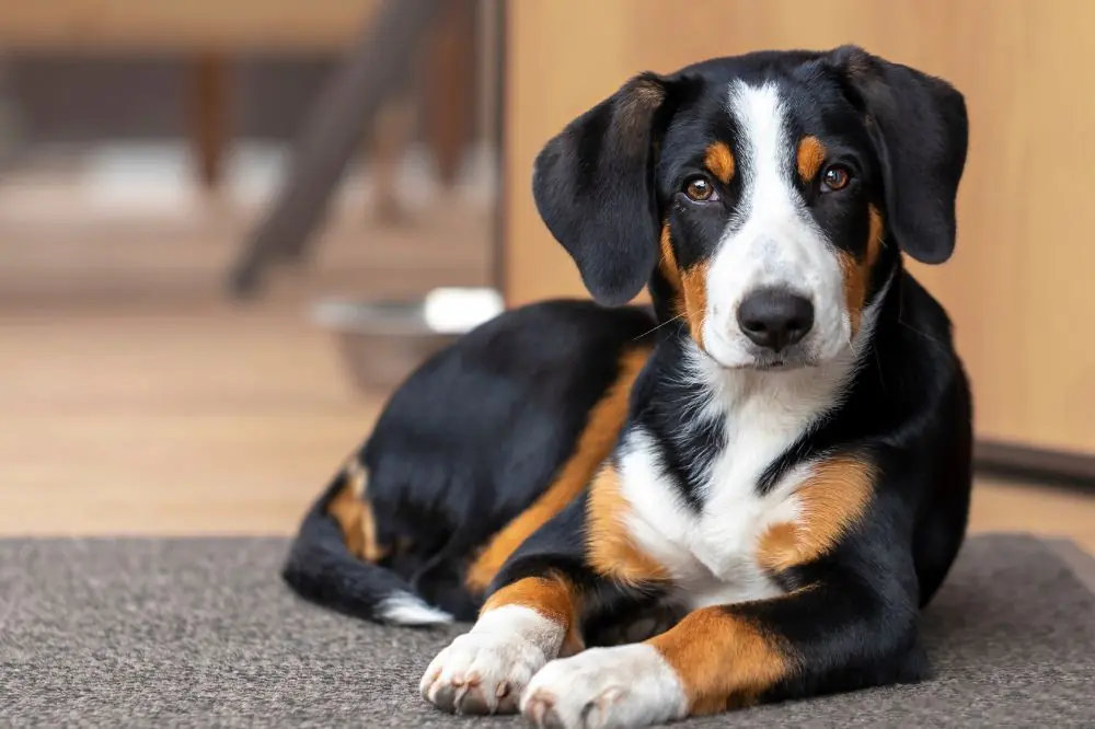 Razze di cani svizzeri: caratteristiche, cura e origine