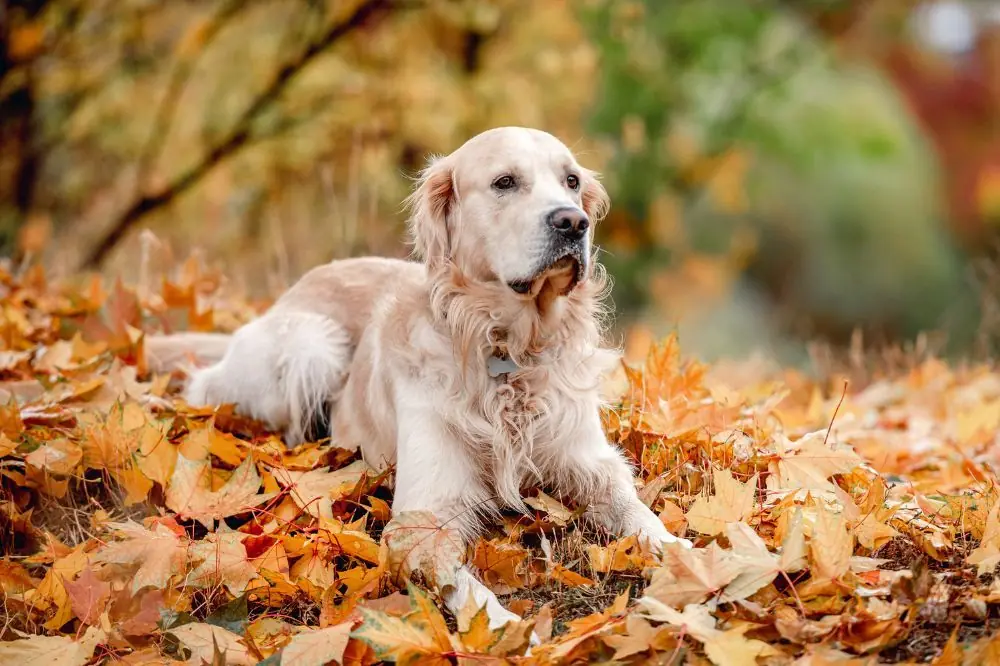 Razze di cani taglia grande: caratteristiche, cura e origine