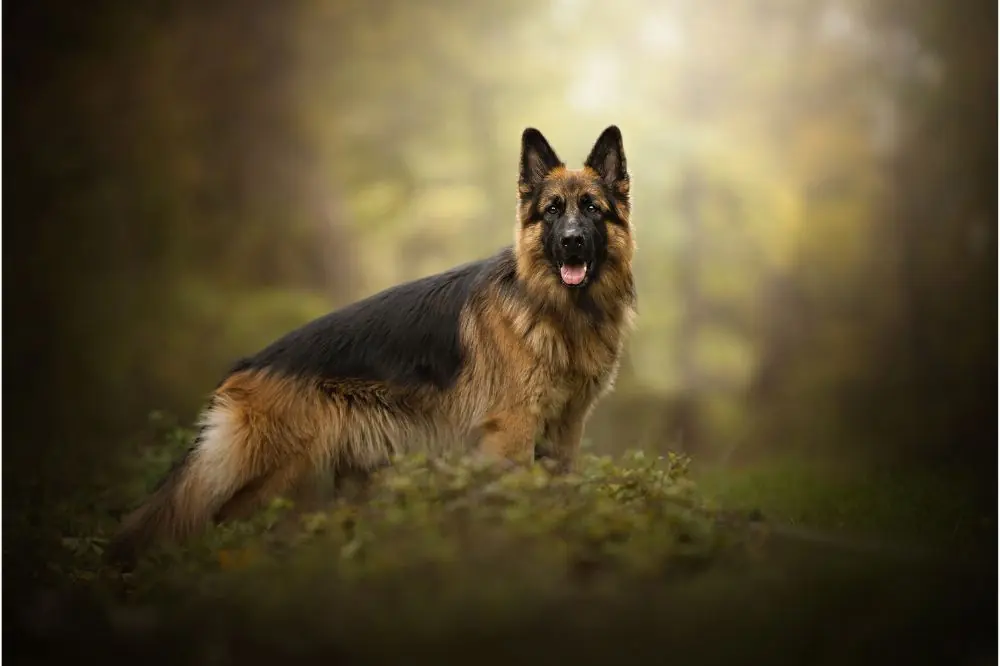 Razze di cani tedeschi: caratteristiche, cura e origine