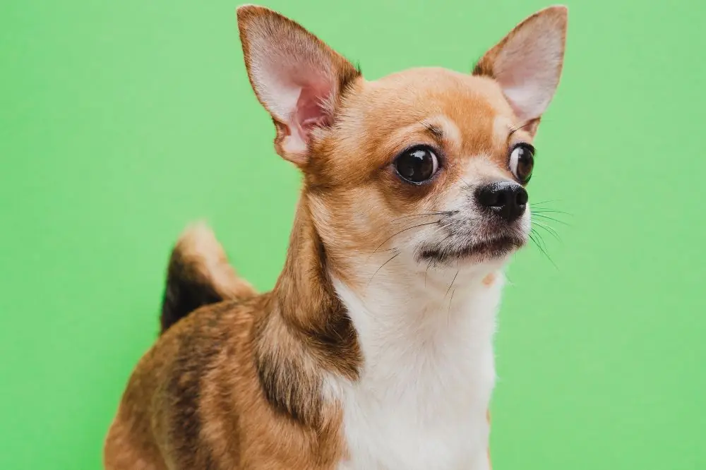 Razze di cani toy: caratteristiche, cura e origine