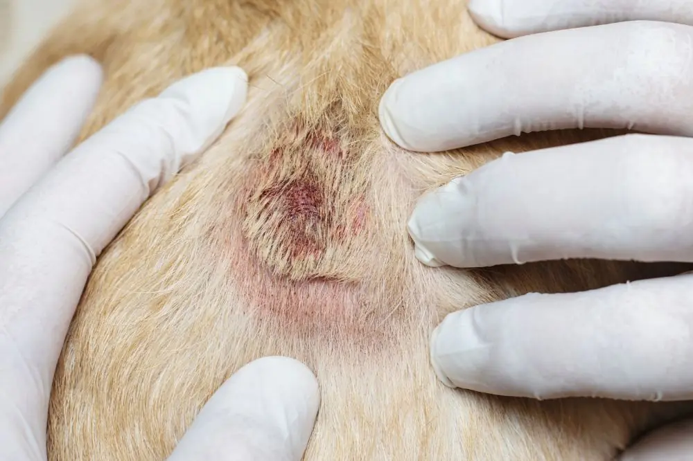 Regime approprie pour prevenir la dermatite