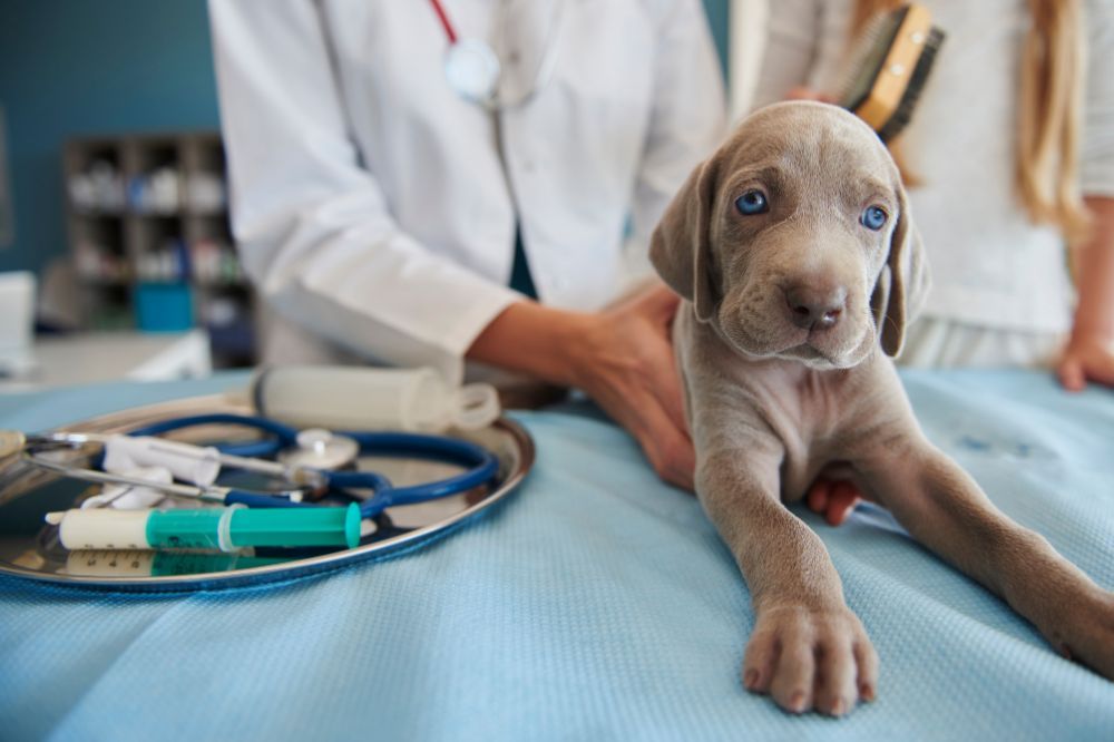 Renforcement du systeme immunitaire