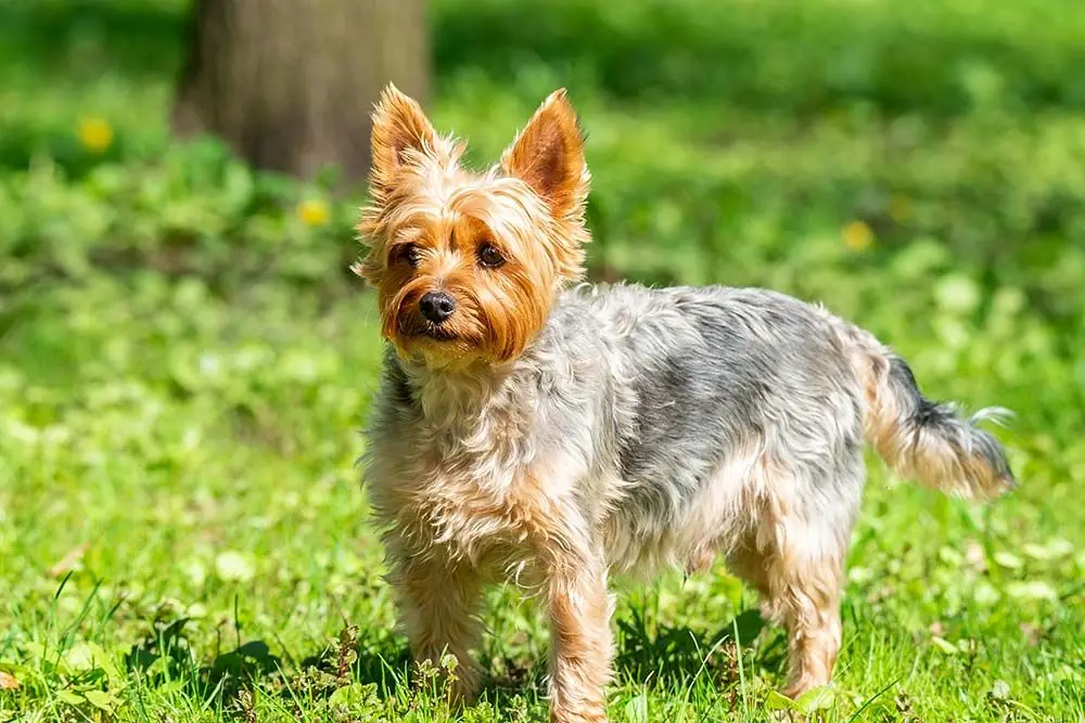 Ricette casalinghe per cani di piccola taglia: deliziose!