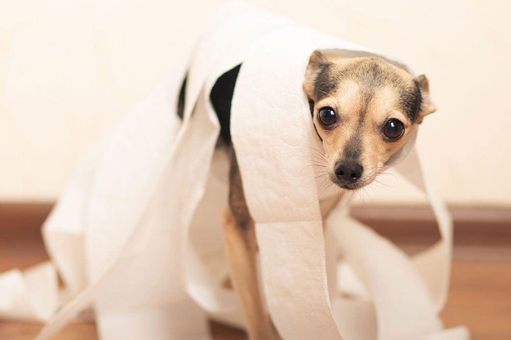 Rimedi popolari per la diarrea dei cani