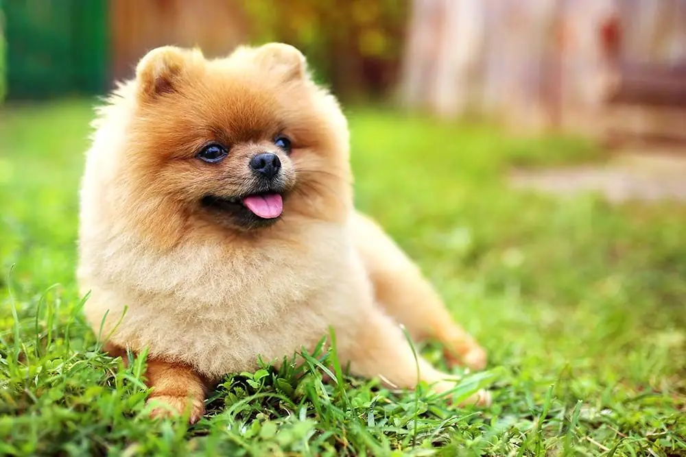 Salmone con quinoa e broccoli