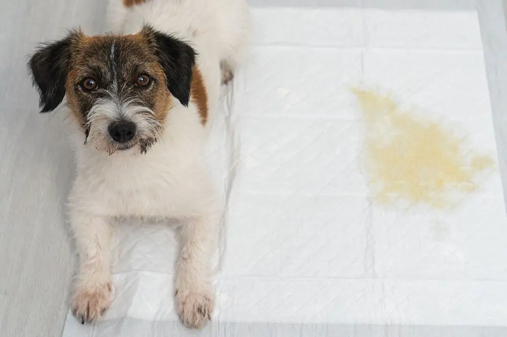 Découvrez pourquoi du sang dans les urines de votre chien peut être grave !