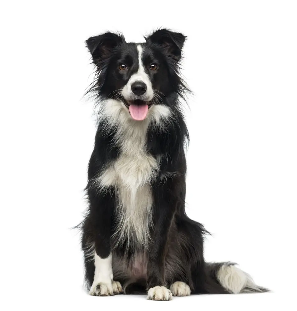 Border,Collie,(,Years,Old)