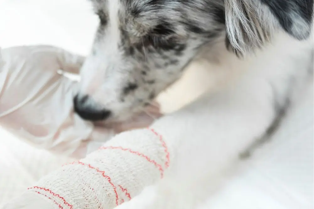 Sarna Demodécica en perros: Síntomas y Tratamiento