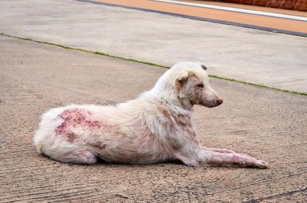 Scabbia cane: come prevenire e curare la malattia della pelle del tuo cane