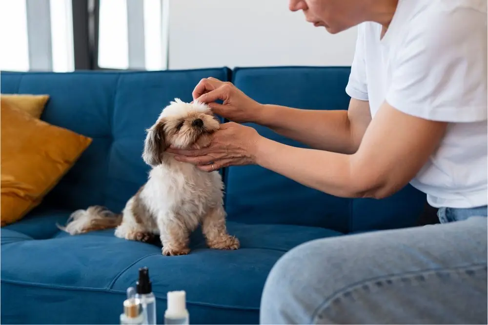 Scopri come Prevenire le Pulci sui Cani: i Migliori Consigli