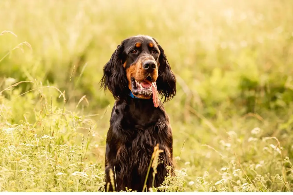 Scopri le migliori razze di cani scozzesi