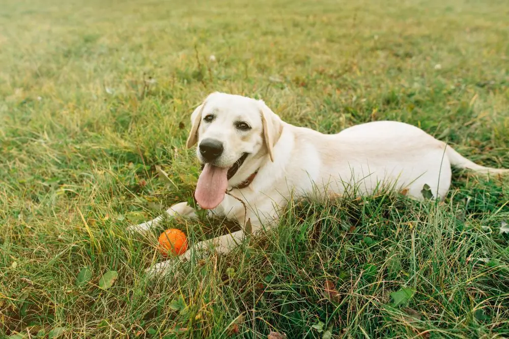 Scopri le razze canine inglesi piu conosciute