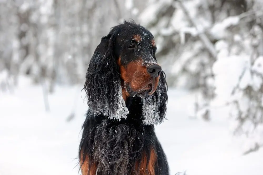 Setter Écossais: Caractéristiques, caractère et soins