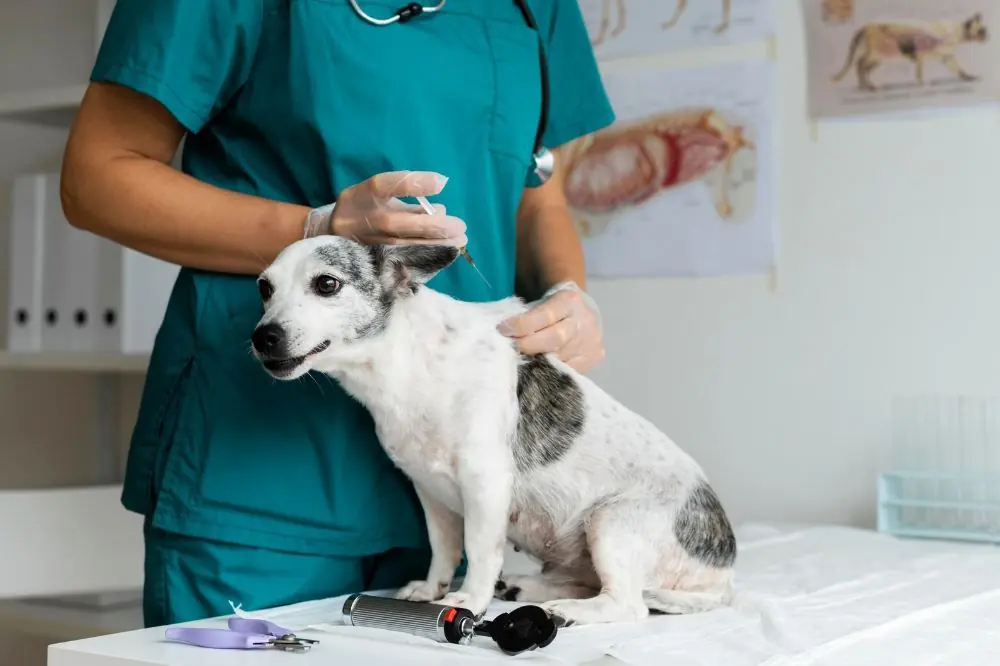 Singhiozzo nei cani: scopriamo come affrontarlo!