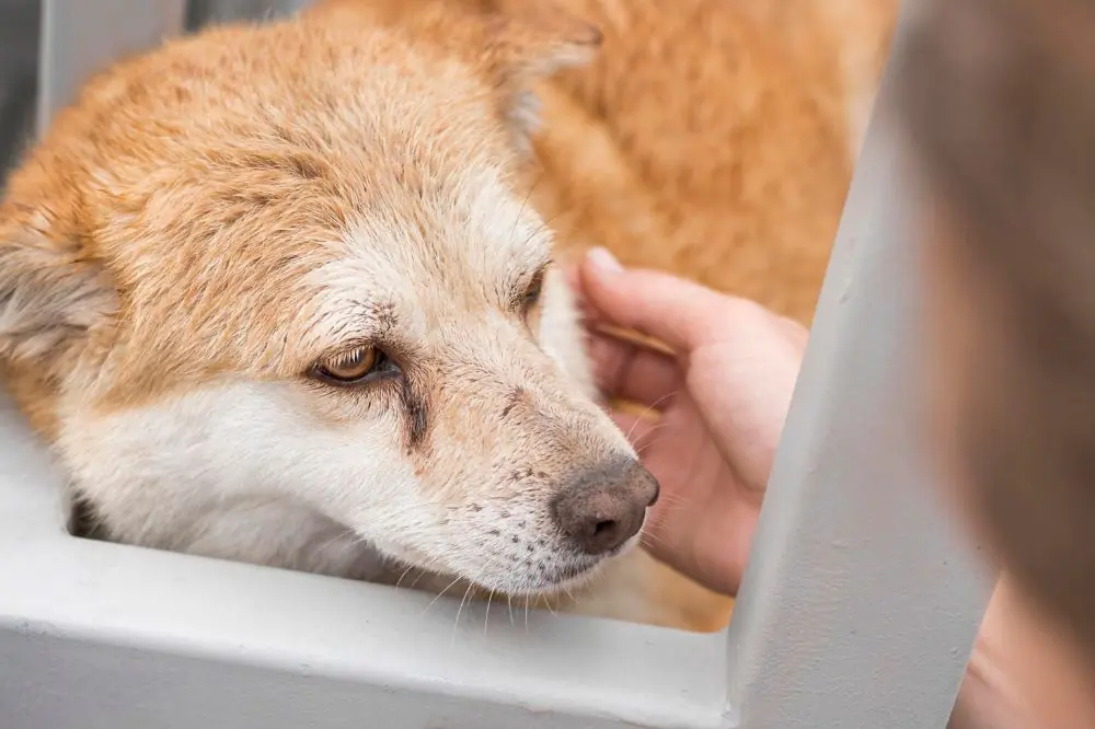 Sintomas de la diabetes en perros