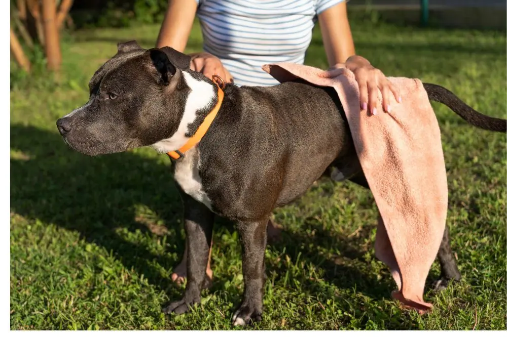 Sintomas de la displasia de cadera en perros