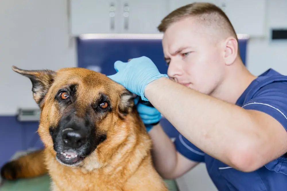 Sintomas de la otitis en perros