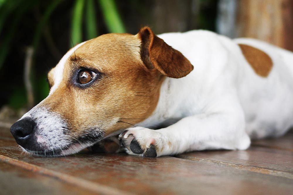 Sintomas giardiasis perros