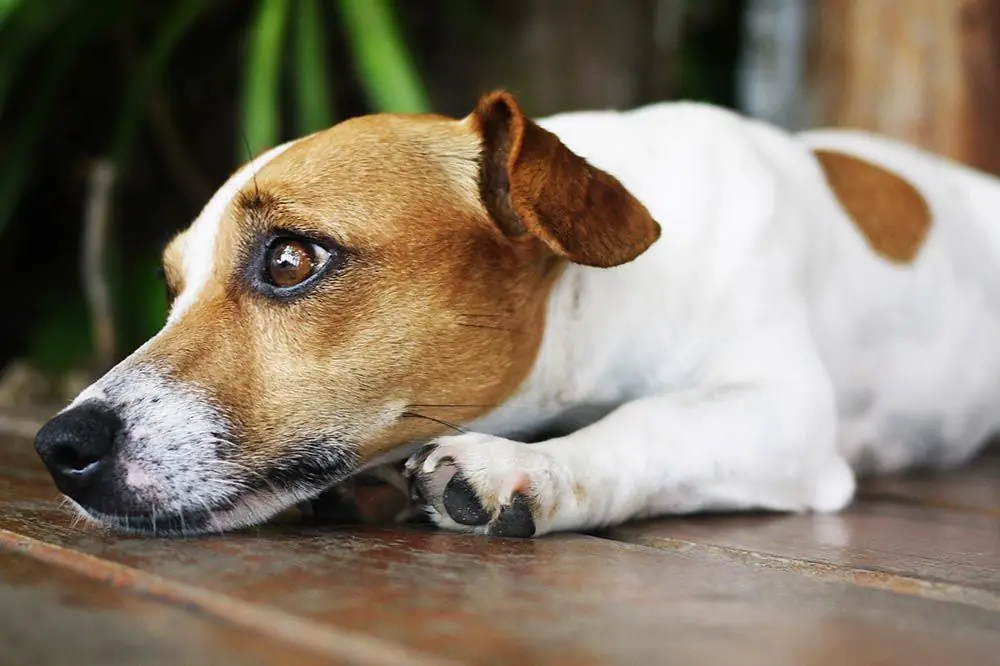 Sintomas giardiasis perros