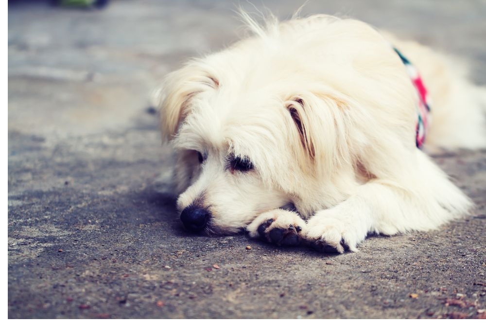Sintomi del carcinoma canino riconoscere i segnali di allarme