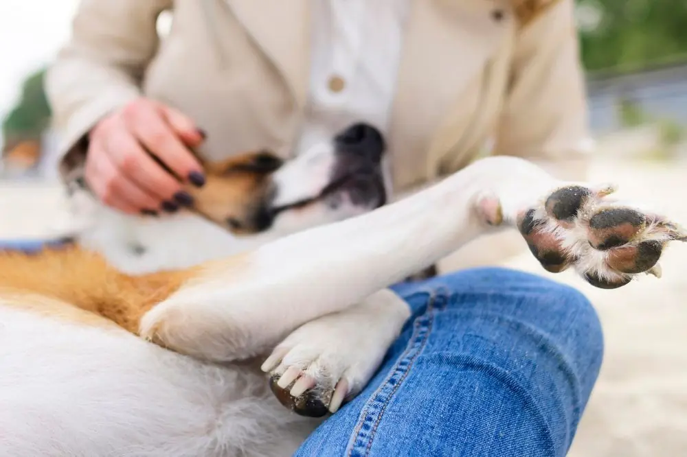 Sintomi di anemia nei cani