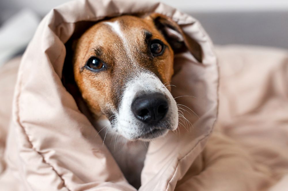 Sintomi e segnali dallarme della leishmaniosi nei cani