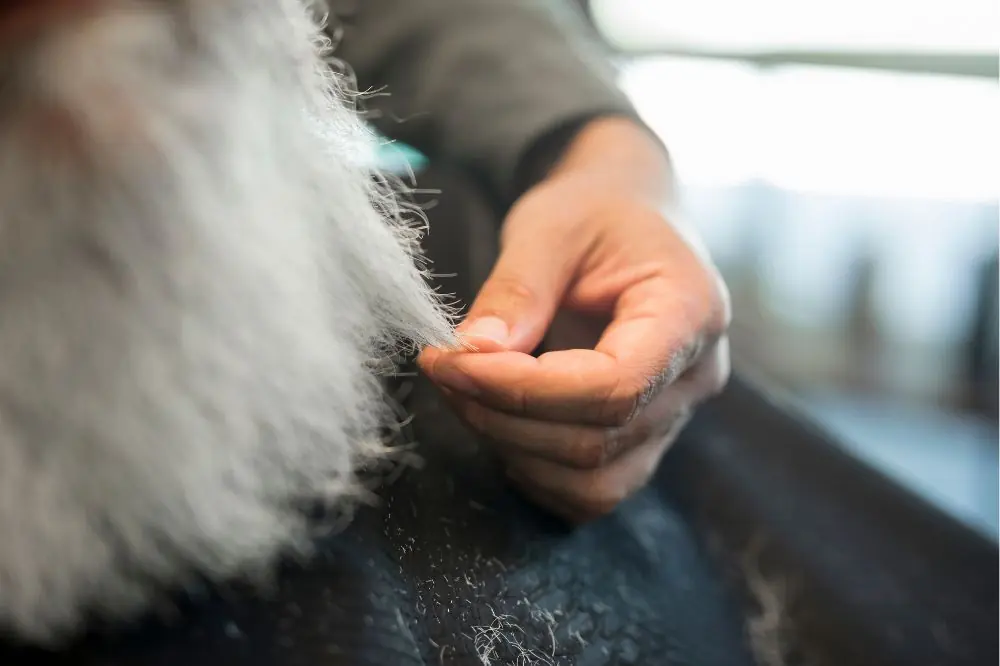 Sintomi e segni di allarme di cancro della pelle nei cani