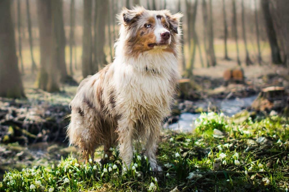 Socialisation avec des personnes dautres animaux et des environnements