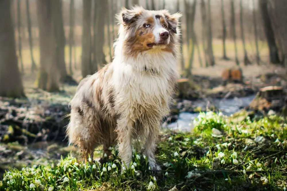 Socialisation avec des personnes dautres animaux et des environnements
