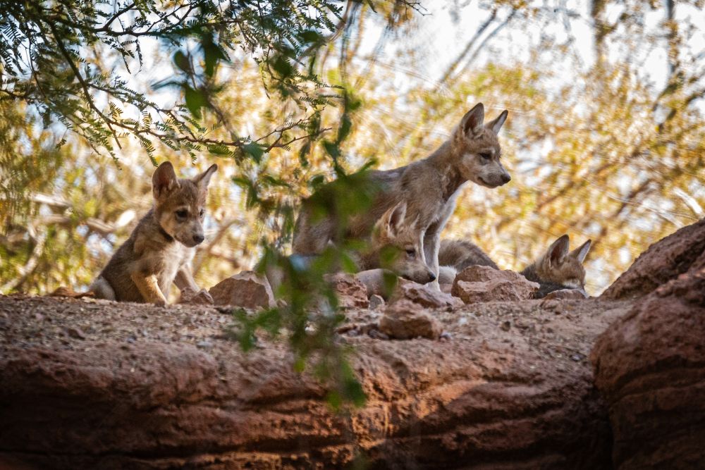 Phoenix,,Arizona/usa, ,June,,,:,Six,Week,Old,Critically
